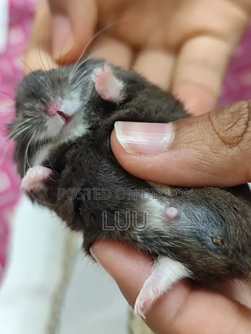 Russian Dwarf Hamster