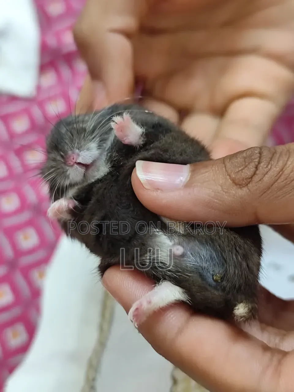 Russian Dwarf Hamster