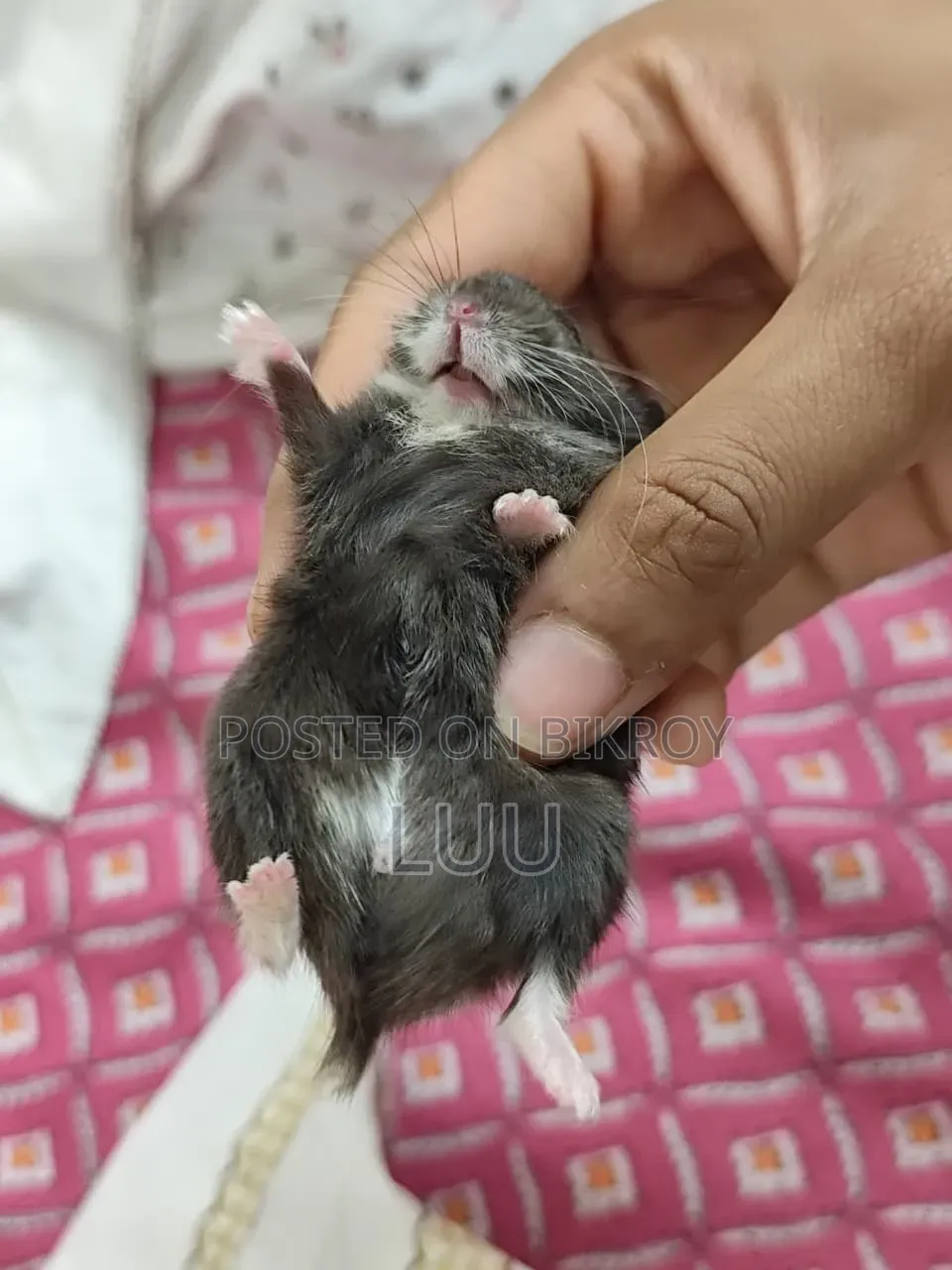 Russian Dwarf Hamster