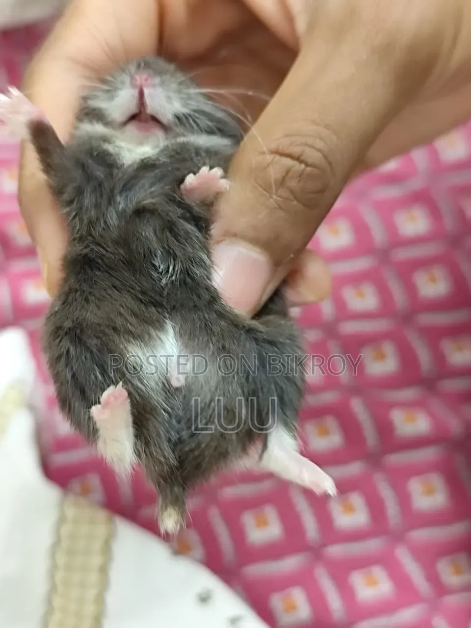 Russian Dwarf Hamster