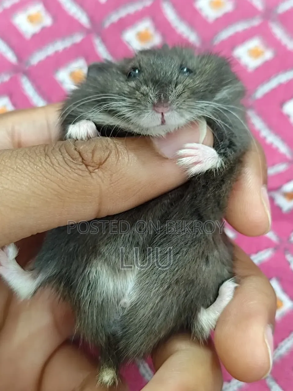 Russian Dwarf Hamster