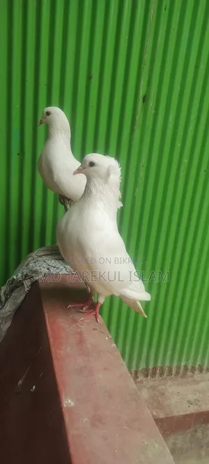 Peshawari Pigeon