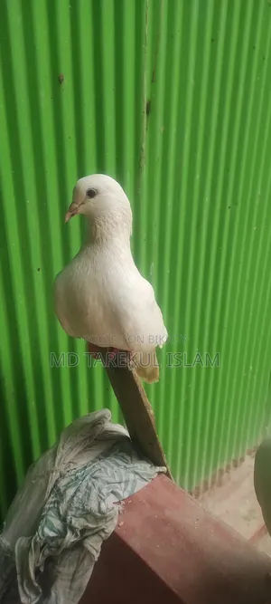 Peshawari Pigeon