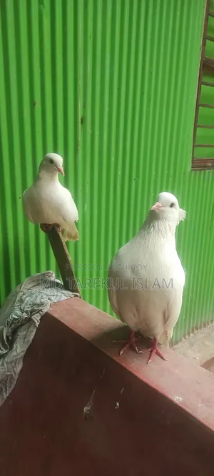 Peshawari Pigeon
