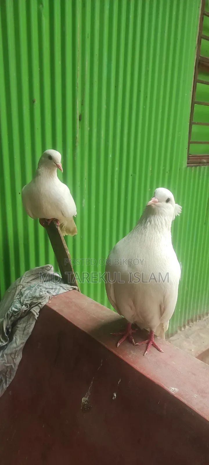 Peshawari Pigeon