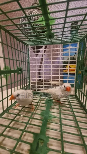 Finch -CFW Pair