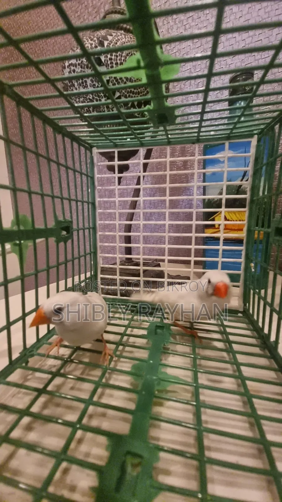Finch -CFW Pair