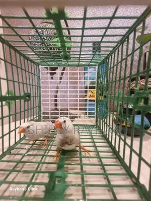 Finch -CFW Pair