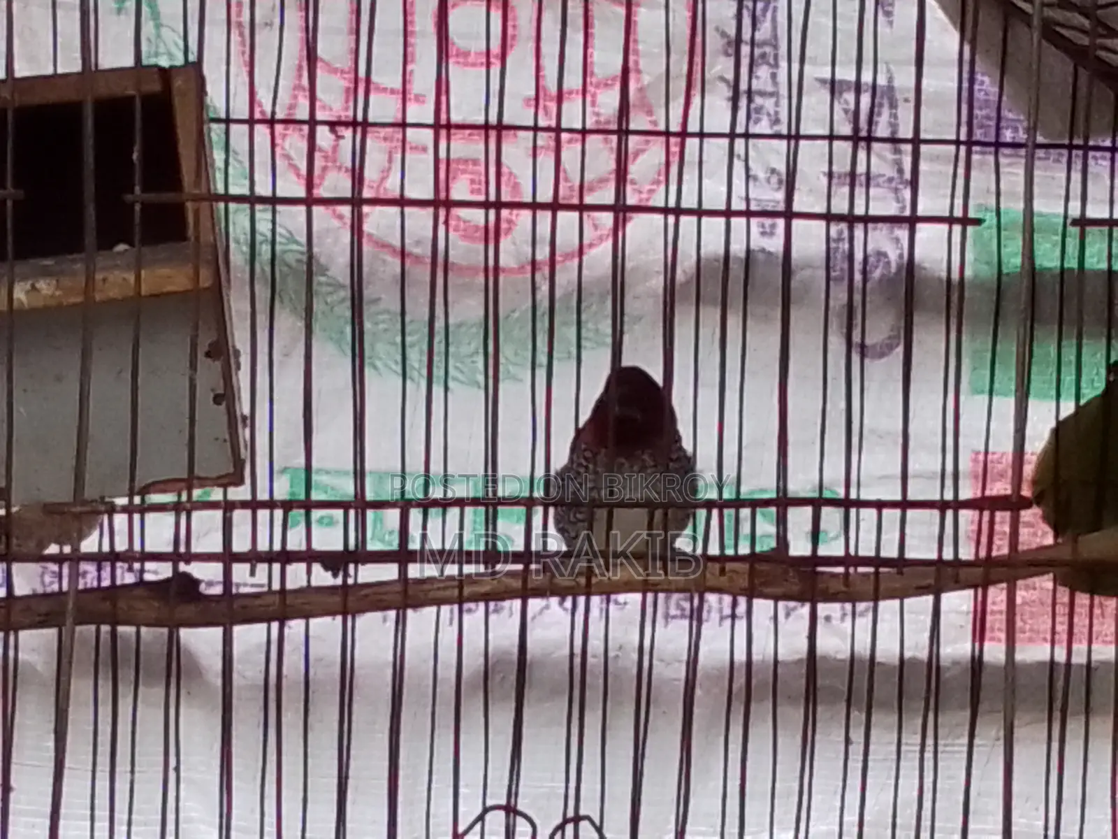 One Active Munia Bird