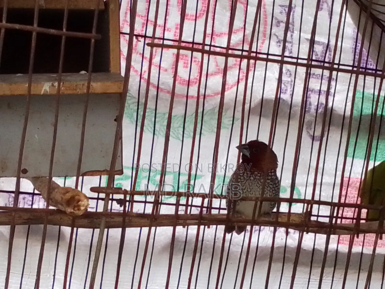 One Active Munia Bird