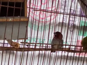One Active Munia Bird