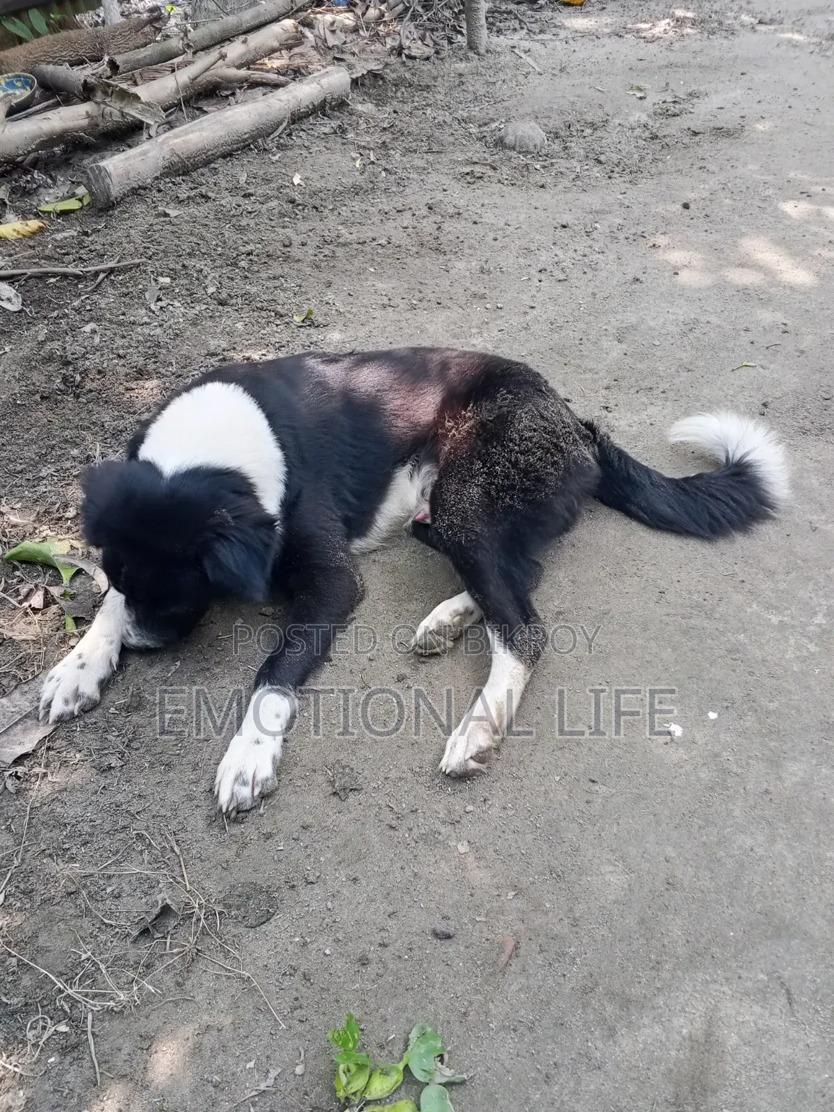 3-6 Months Male Purebred Bearded Collie