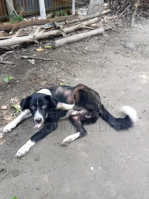 3-6 Months Male Purebred Bearded Collie