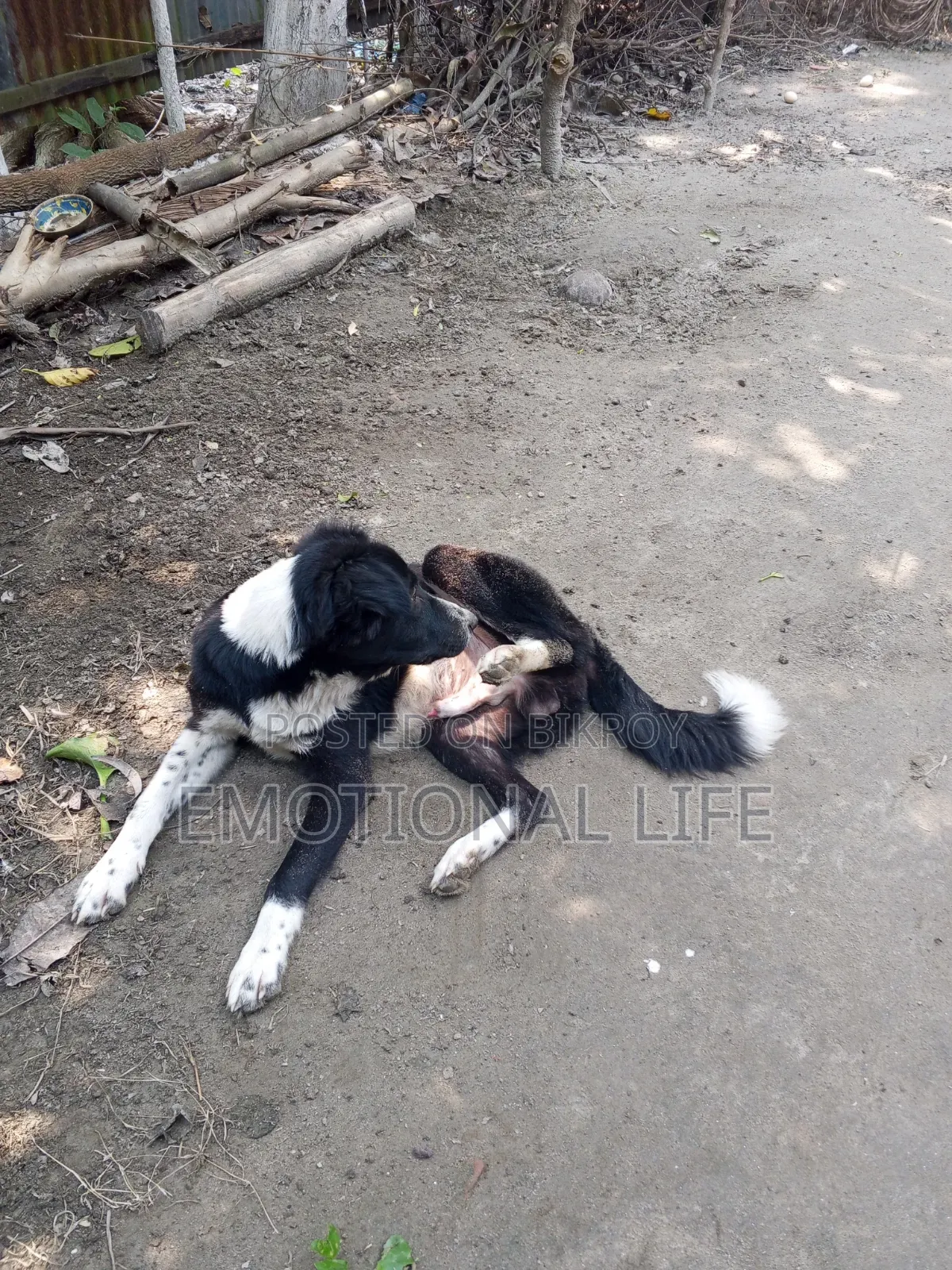 3-6 Months Male Purebred Bearded Collie