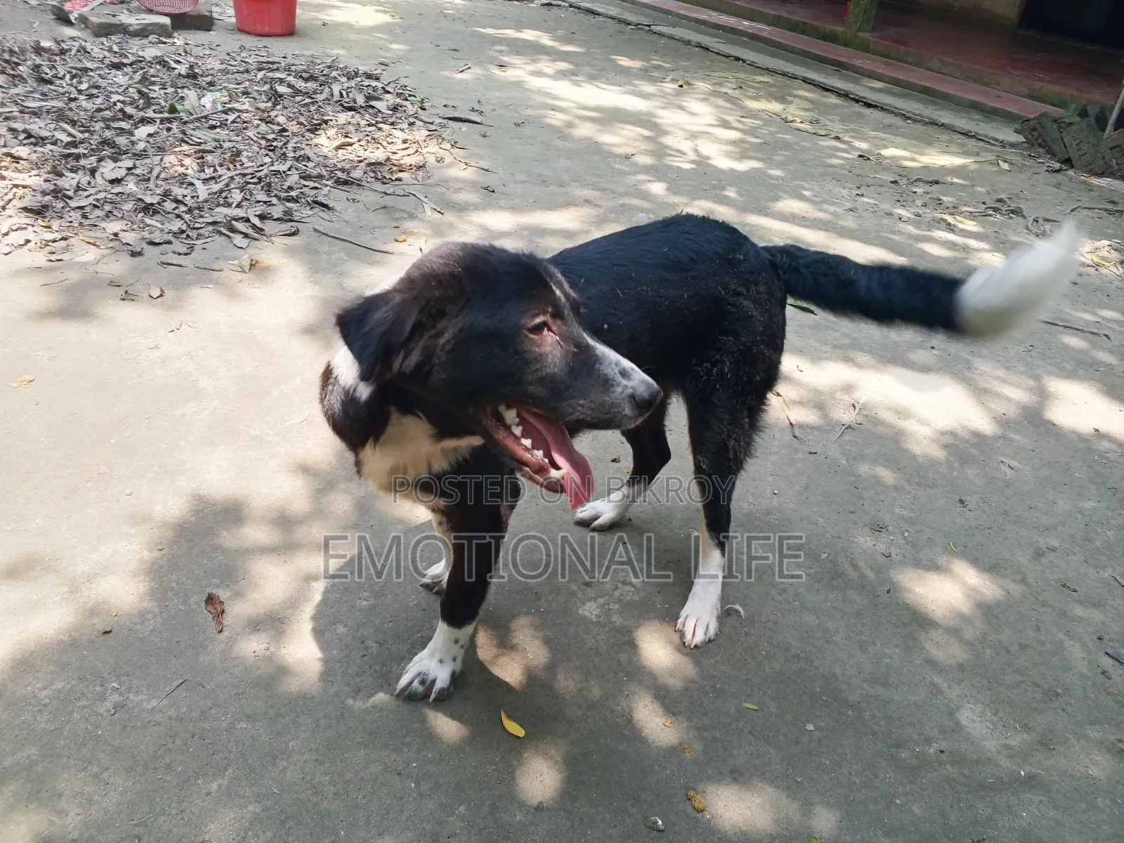 3-6 Months Male Purebred Bearded Collie
