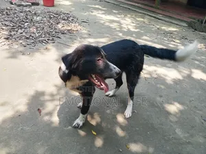 3-6 Months Male Purebred Bearded Collie