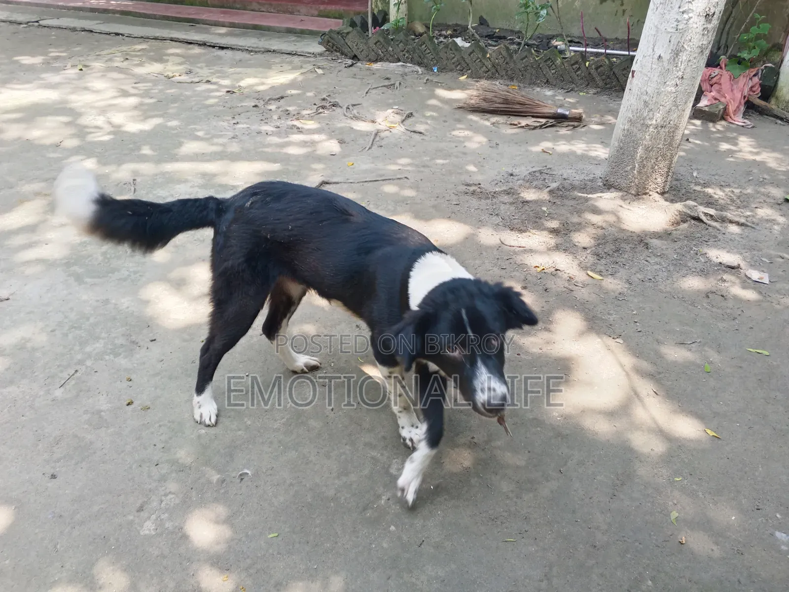 3-6 Months Male Purebred Bearded Collie