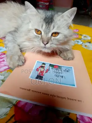 6-12 Months Male Purebred Persian