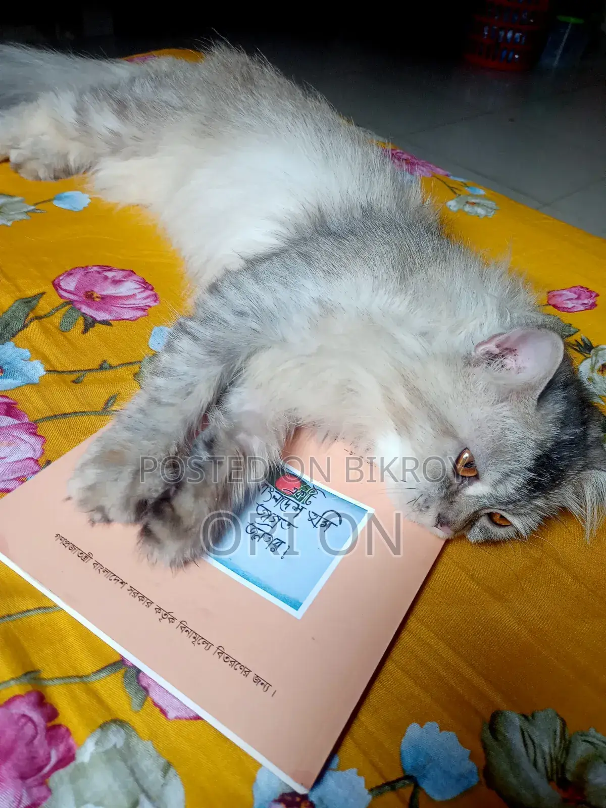 6-12 Months Male Purebred Persian