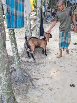 হরিয়ানা ক্রস ছাগল