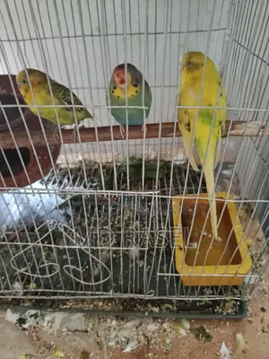 বাজিগা পাখি বিক্রি হবে। পাখির বয়স ১বছর।