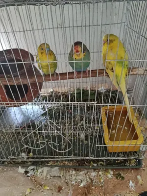 বাজিগা পাখি বিক্রি হবে। পাখির বয়স ১বছর।