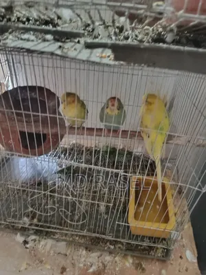 বাজিগা পাখি বিক্রি হবে। পাখির বয়স ১বছর।
