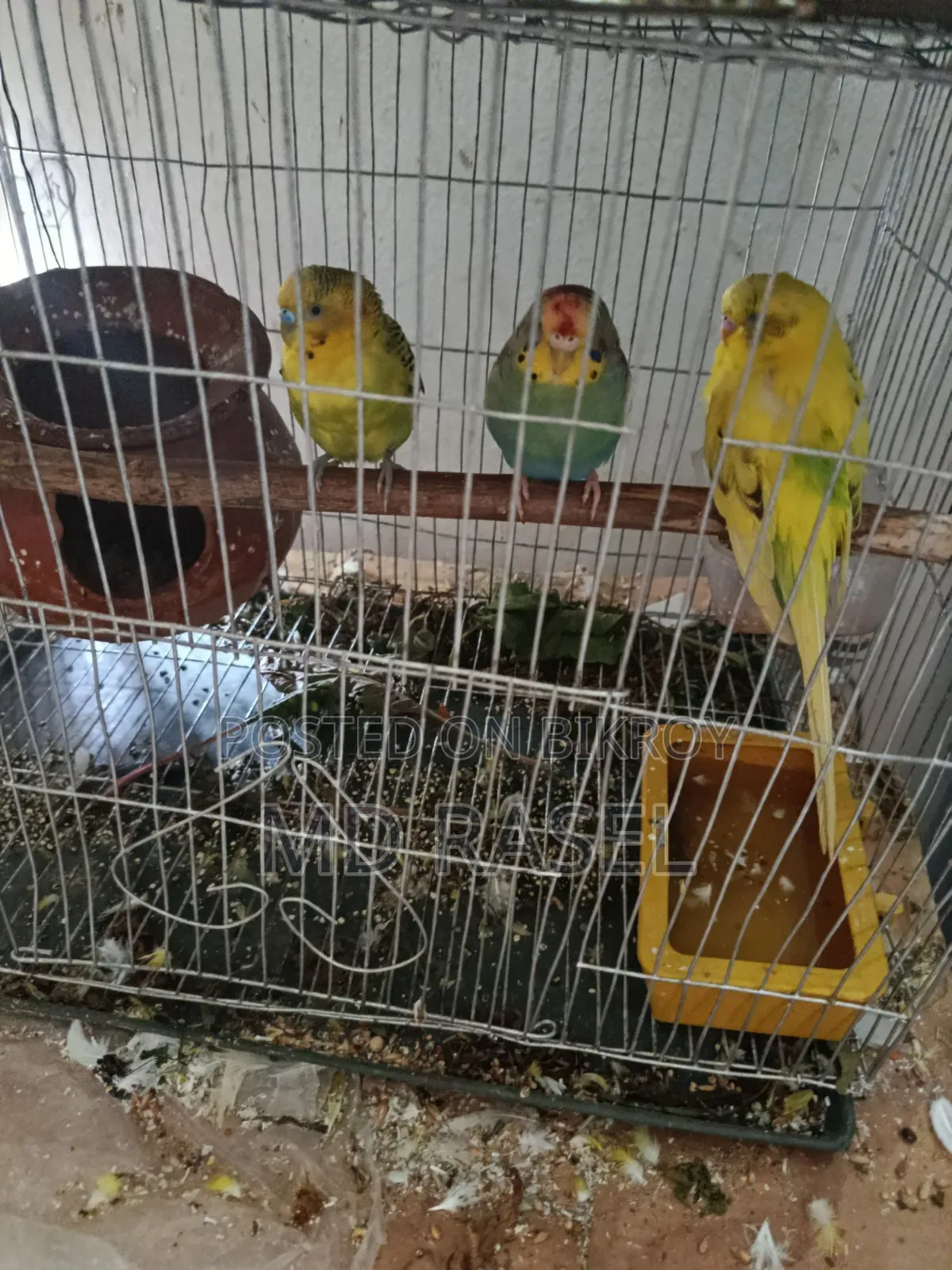 বাজিগা পাখি বিক্রি হবে। পাখির বয়স ১বছর।