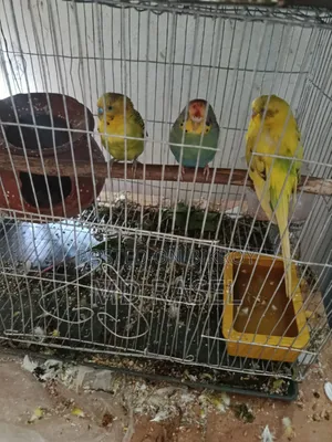 বাজিগা পাখি বিক্রি হবে। পাখির বয়স ১বছর।