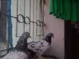 Giribaj Pigeon