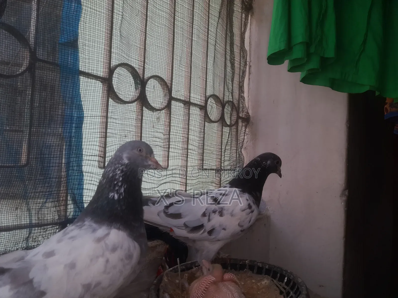 Giribaj Pigeon