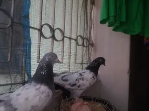 Giribaj Pigeon