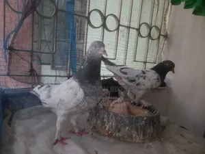 Giribaj Pigeon