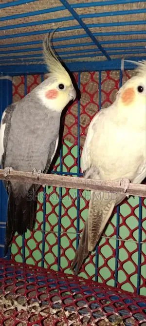 ককাটেল পাখি