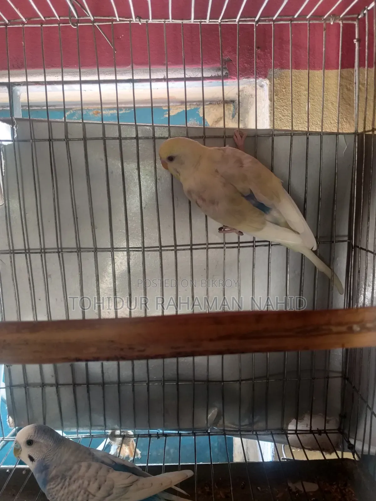 Rehoming my birds