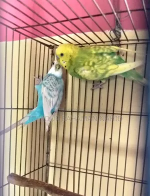 Rehoming my birds