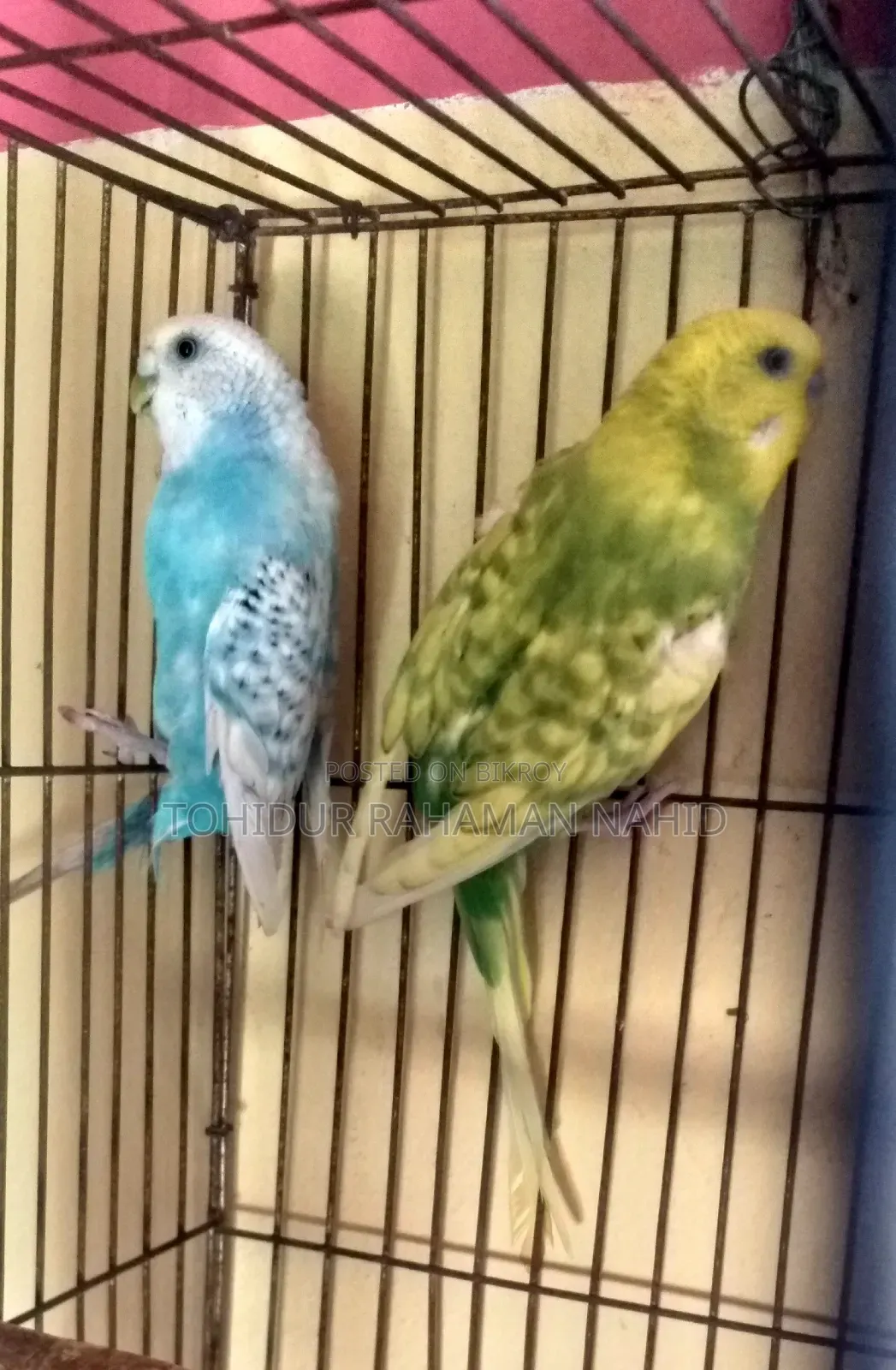 Rehoming my birds