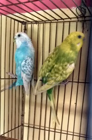 Rehoming my birds