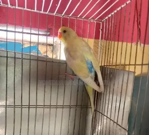 Rehoming my birds
