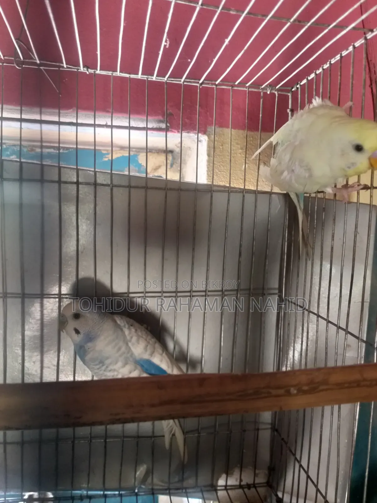 Rehoming my birds