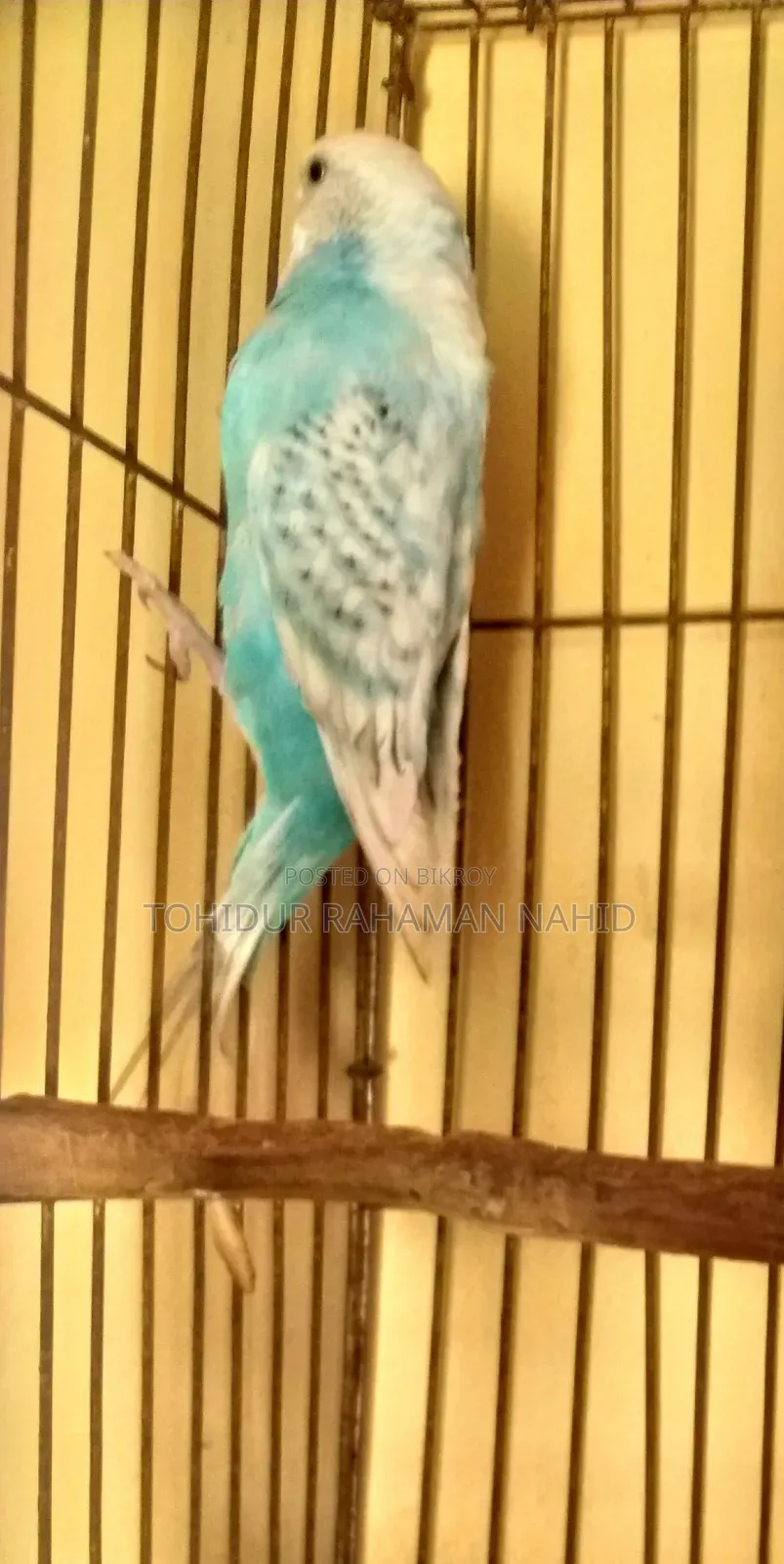 Rehoming my birds
