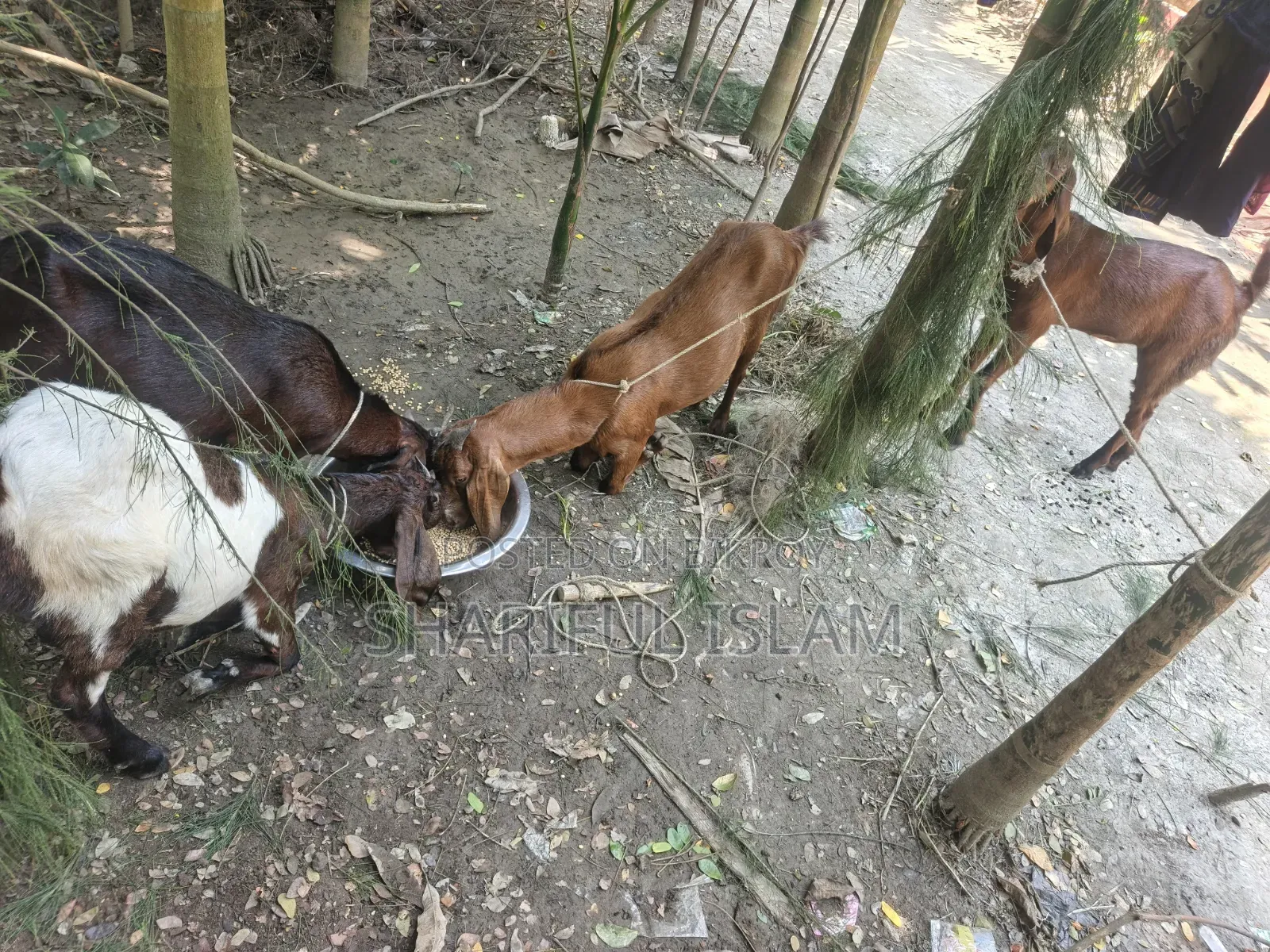 Goats will be sold.