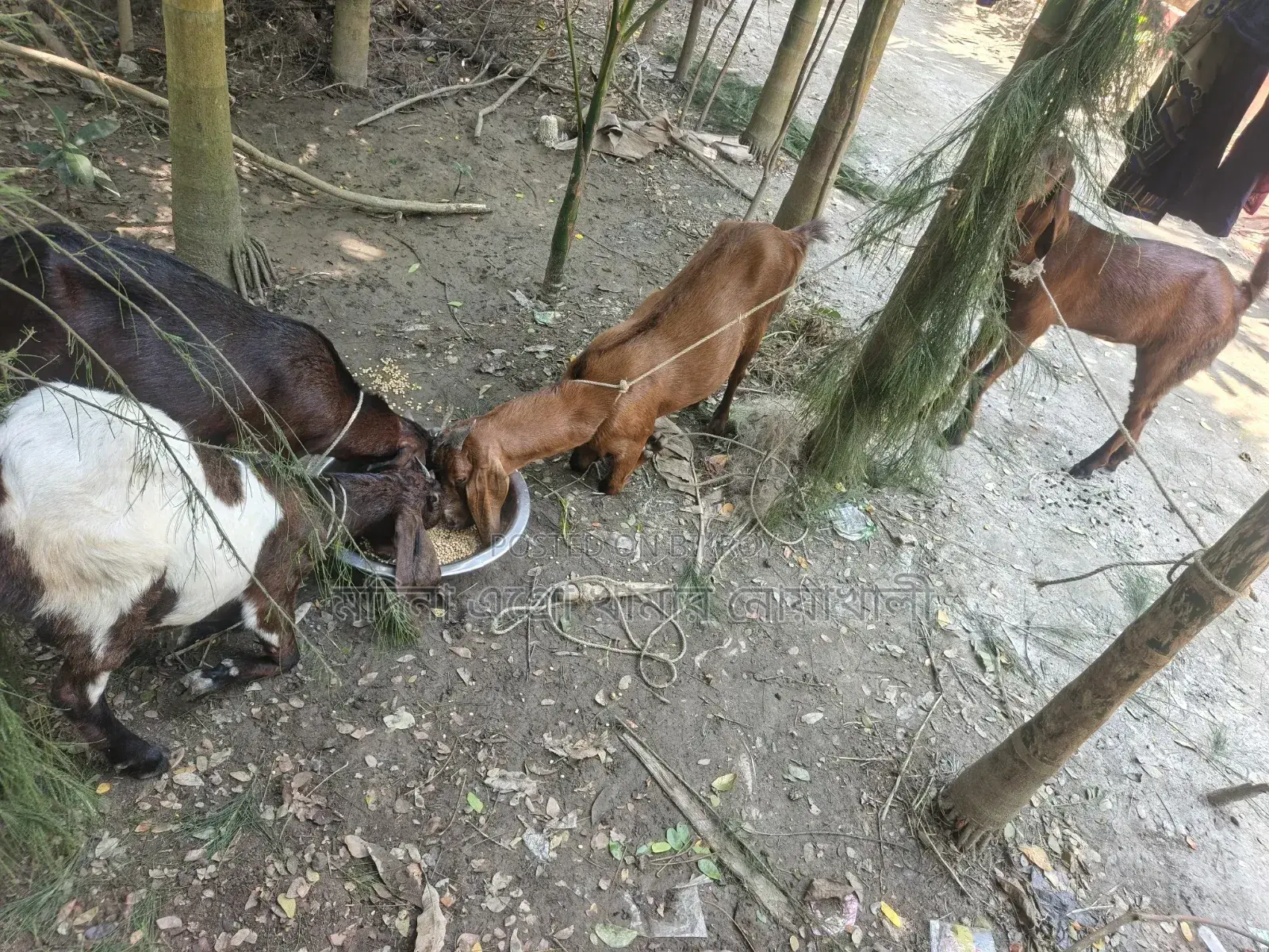 ছাগল গুলো বিক্রি করা হবে।