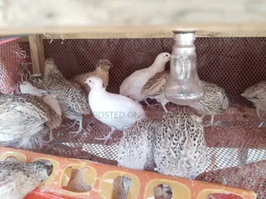 European White Giant Coturnix Quail