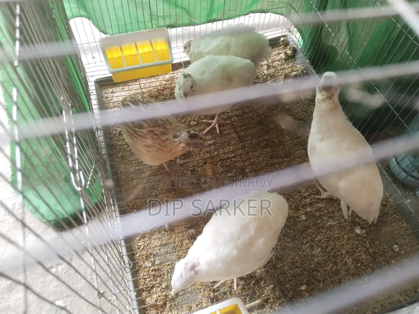 European White Giant Coturnix Quail