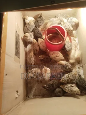 European White Giant Coturnix Quail