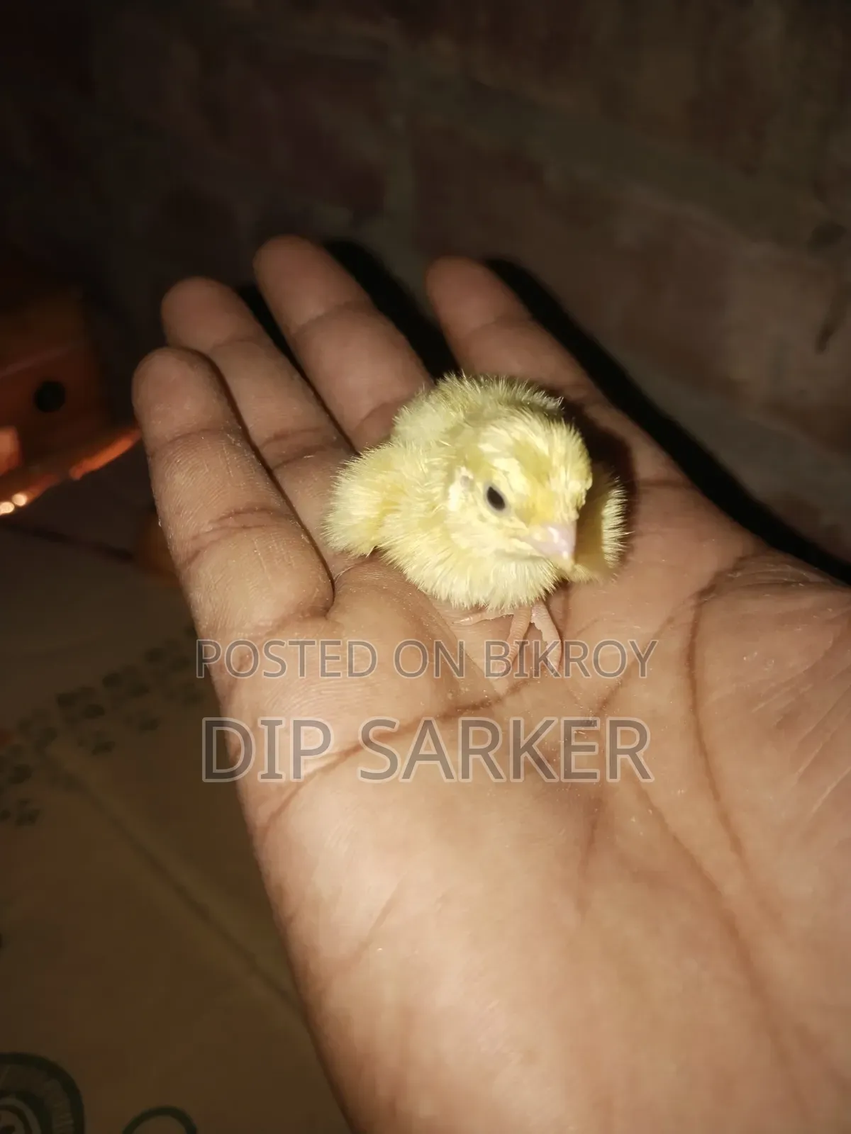 European White Giant Coturnix Quail