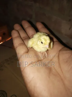 European White Giant Coturnix Quail
