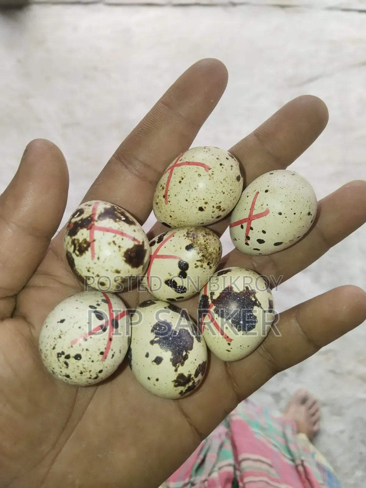 European White Giant Coturnix Quail