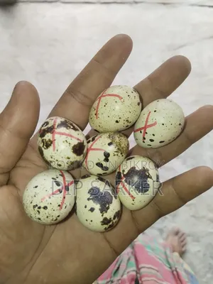 European White Giant Coturnix Quail
